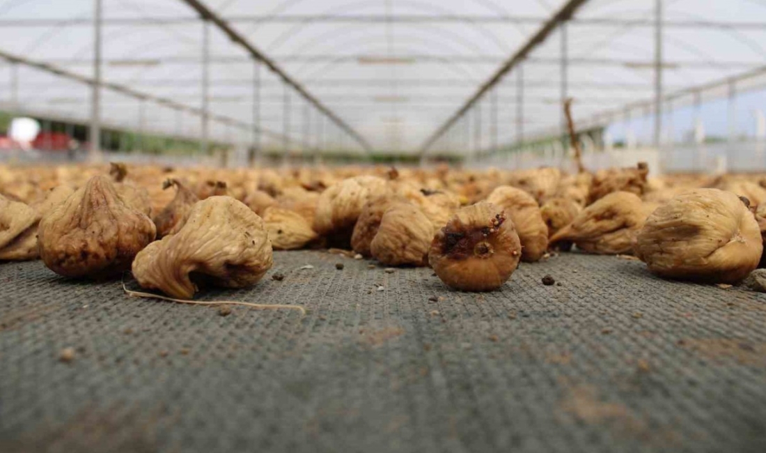 Kuru incir ihracatı 140 milyon dolara yükseldi Türkiye’nin önemli ihracat ürünlerinden olan ve ülke ekonomisine ciddi katkı