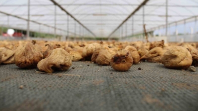 Türkiye’nin önemli ihracat ürünlerinden olan ve ülke ekonomisine ciddi katkı