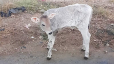 Olay saat 18:30 sıralarında Serdaroğlu Mahallesi, Aynakadın mevkinde yaşandı.