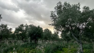 Acı olay bugün sabah saatlerinde Muğla'nın Milas ilçesine bağlı Gürçamlar