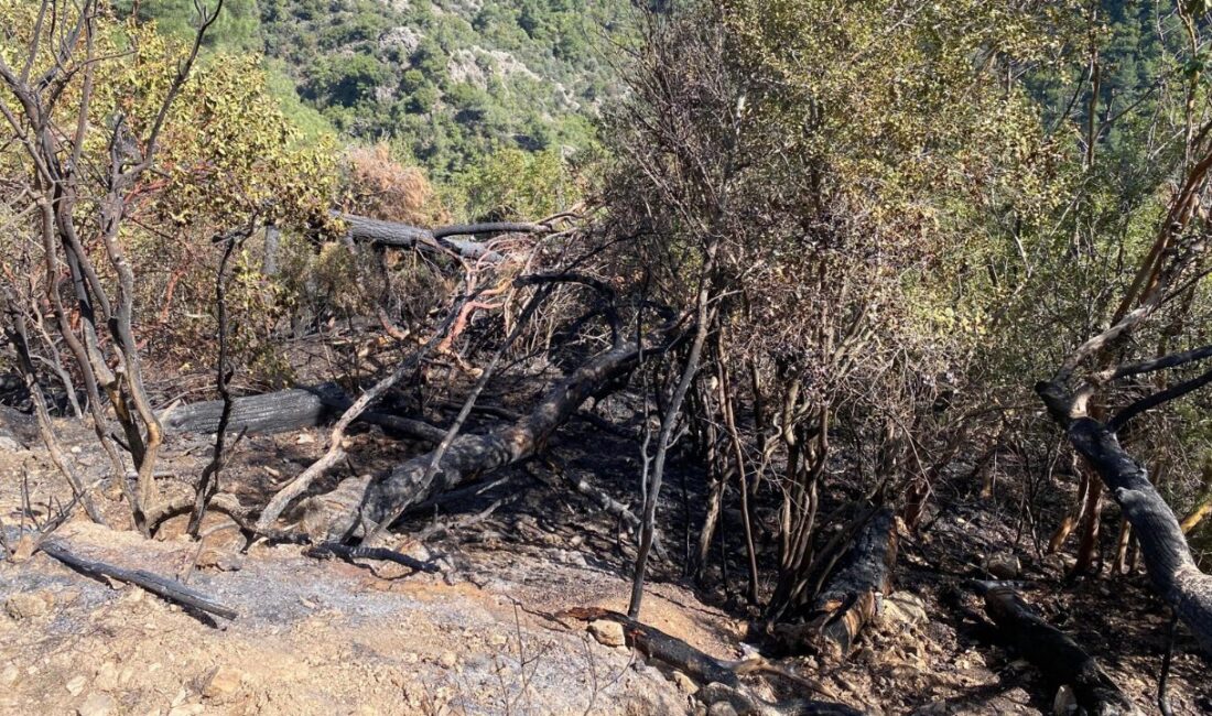 Akçaköy’de meydana gelen yangında 1 dönüm arazi kül oldu Akçaköy Mahallesi yakınlarında meydana gelen orman yangını sabaha karşı saat