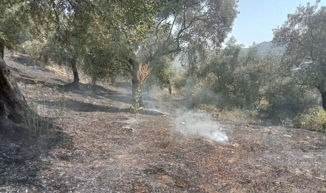 Köşk’te zeytinlik alanda yangın meydana geldi Başçayır Mahallesi yakınlarında bulunan zeytinlik arazide meydana gelen yangın kontrol
