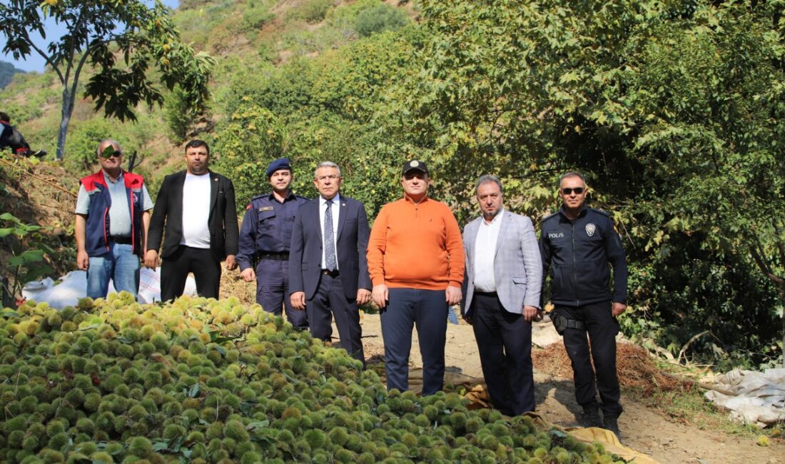 Kaymakam Taş ve Başkan Güler kestane hasadına katıldı Türkiye’nin kestane üretiminde lider kenti olan Aydın’da hasat dönemi başladı.