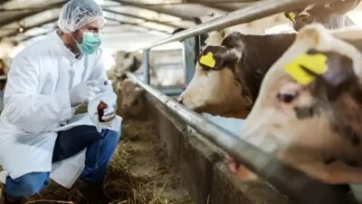 Köşk İlçe Tarım ve Orman Müdürlüğü, Mahallelerde uygulanan şap hastalığı