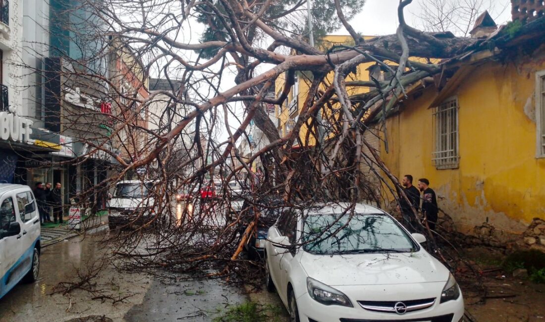 Köşk’te kurumuş ağaç otomobillerin üzerine devrildi Köşk’te saat 11:00 sıralarında meydana gelen olayda, bir evin bahçesindeki