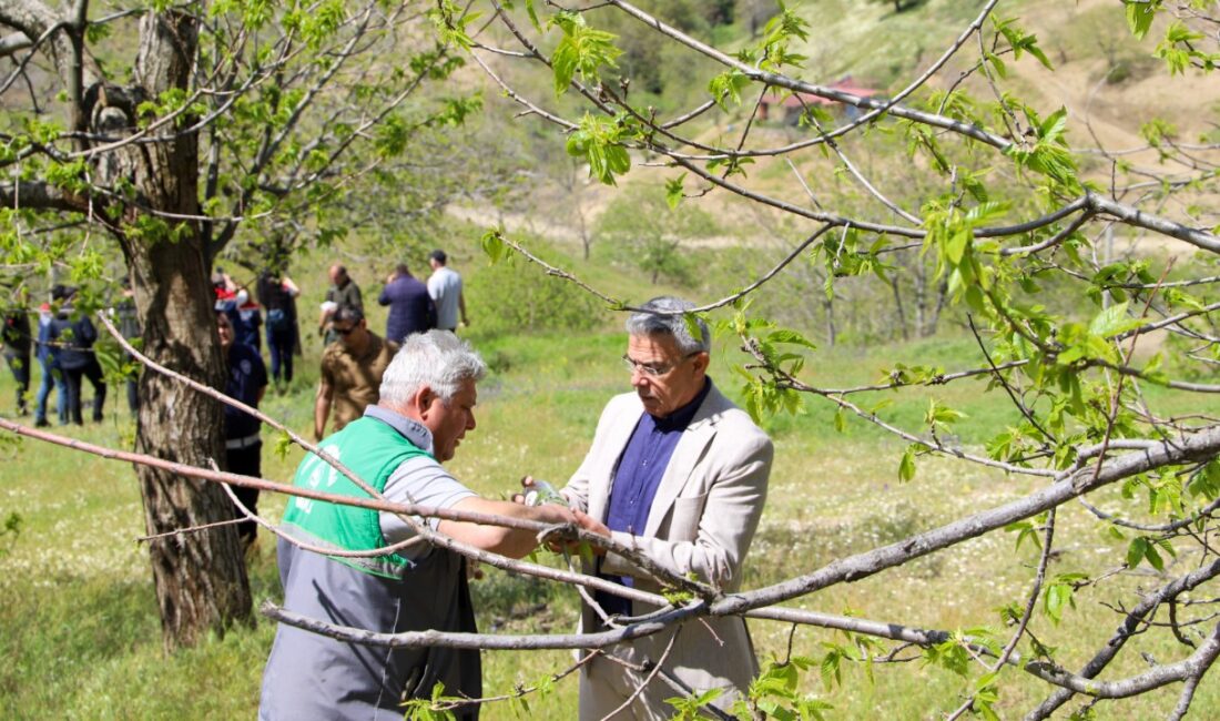 Köşk'e bağlı Sarıçam Mahallesi’nde bulunan Çatma Yaylası’nda, kestane üretimini tehdit