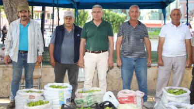 Aydın’ın dünyaca ünlü incirinin olgunlaşmasında önemli bir yere sahip olan